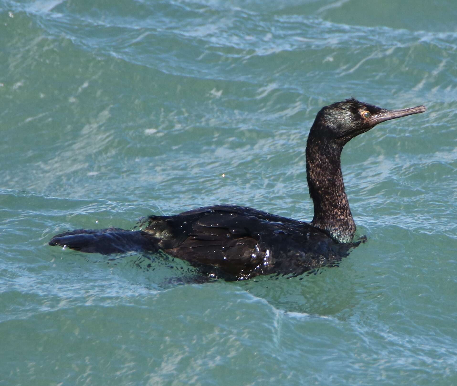 Image of Baird's cormorant