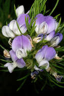 Plancia ëd Psoralea pinnata L.