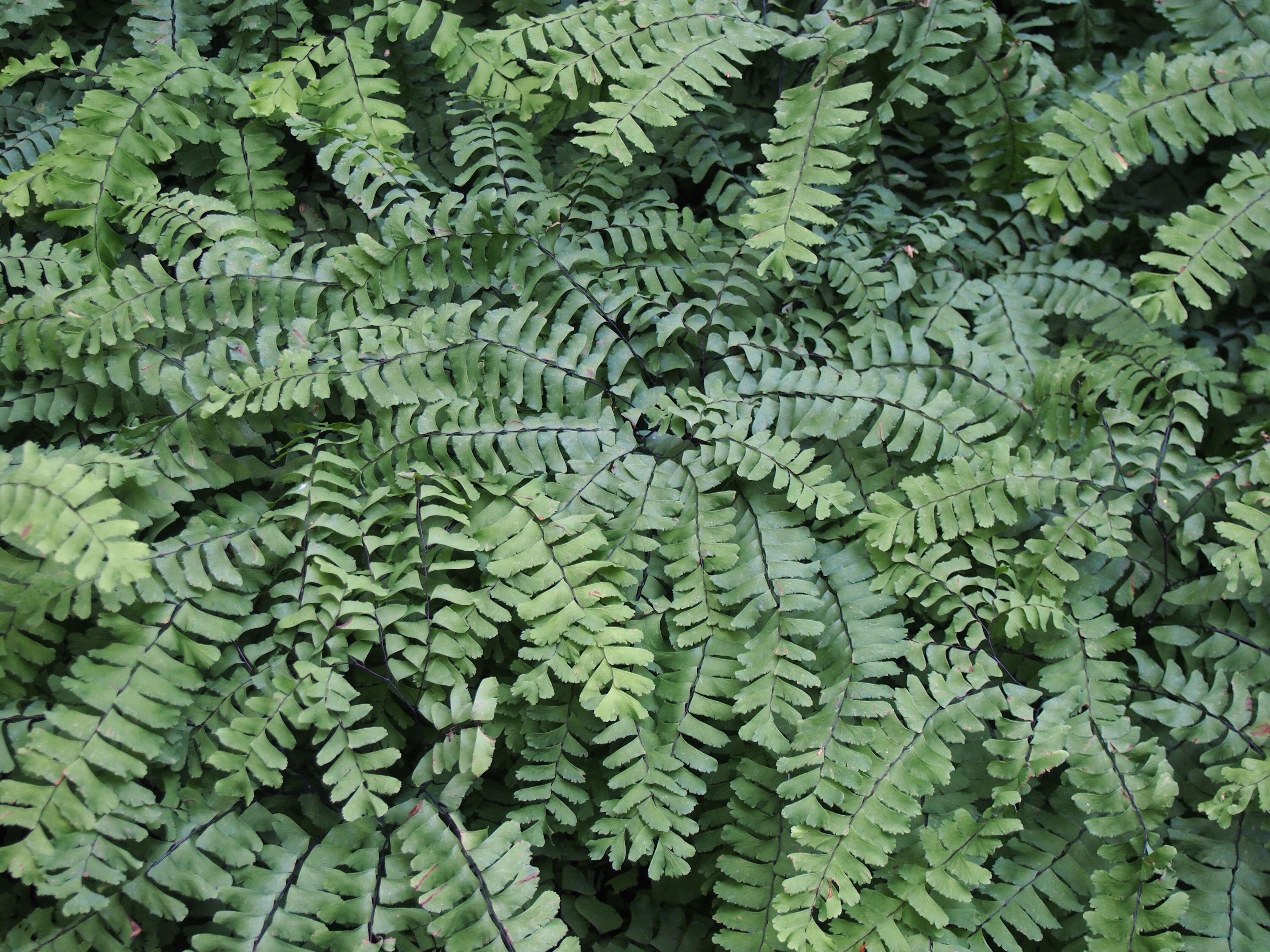 Image of Northern maidenhair fern