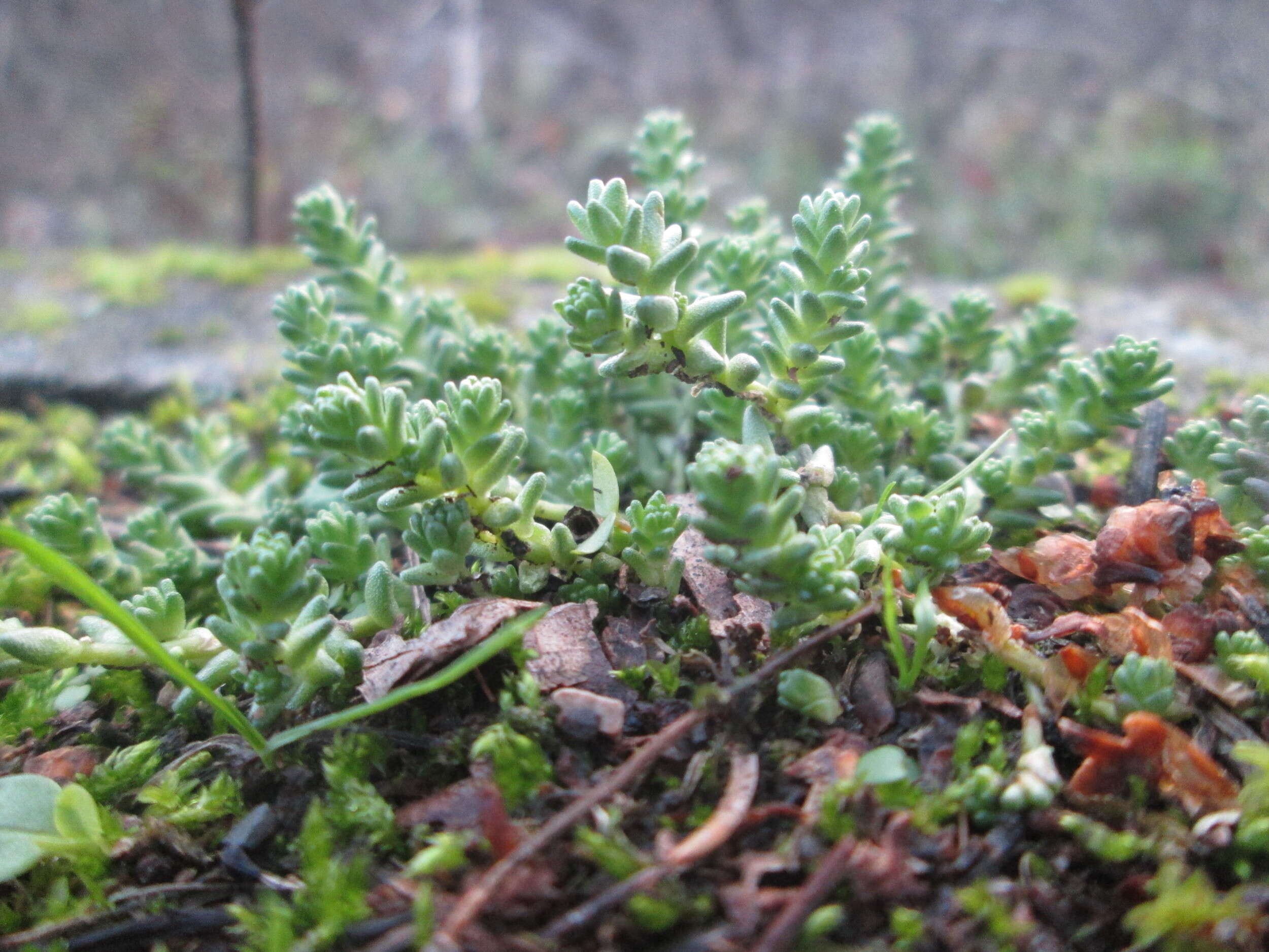 Image of Tasteless Stonecrop