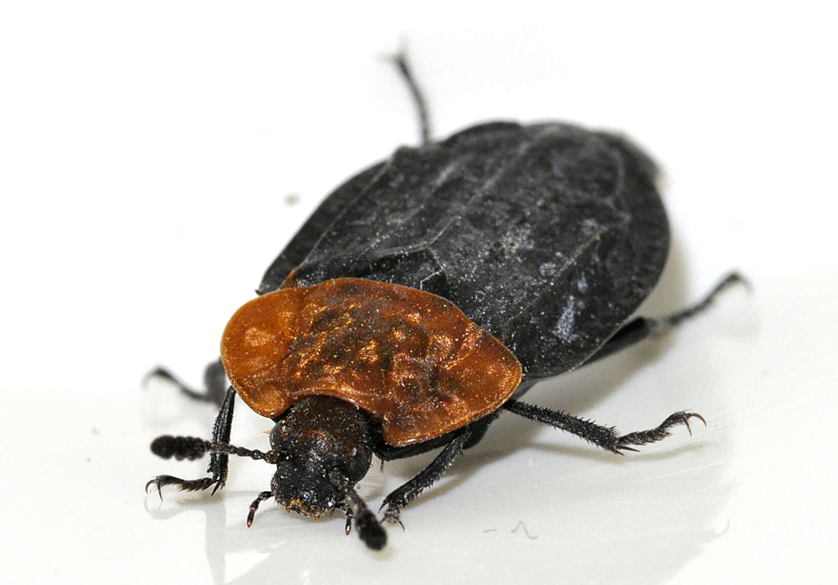 Image of Red-breasted Carrion Beetle