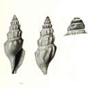 Image of Gymnobela dubia (Schepman 1913)