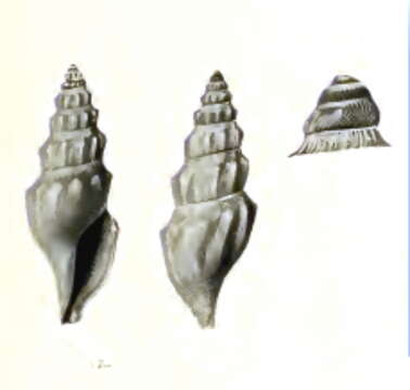 Image of Gymnobela dubia (Schepman 1913)