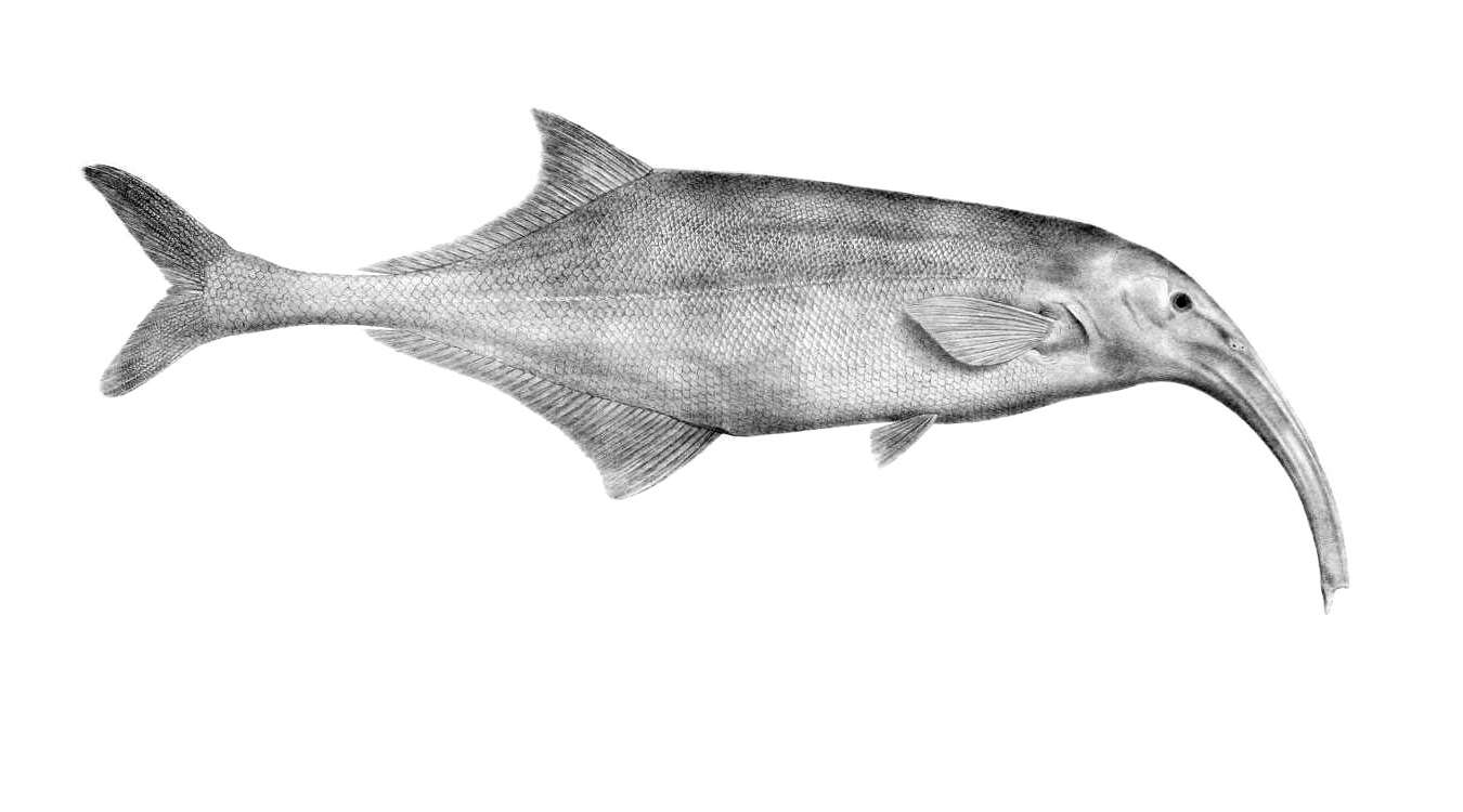 Image of Campylomormyrus