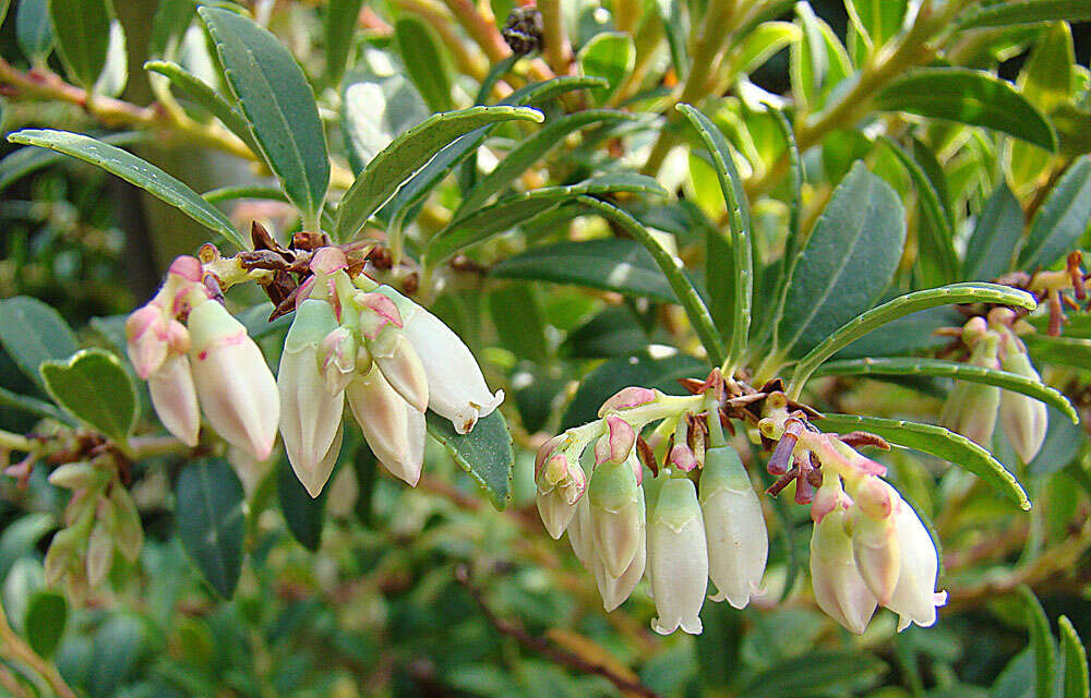 Plancia ëd Vaccinium consanguineum Klotzsch