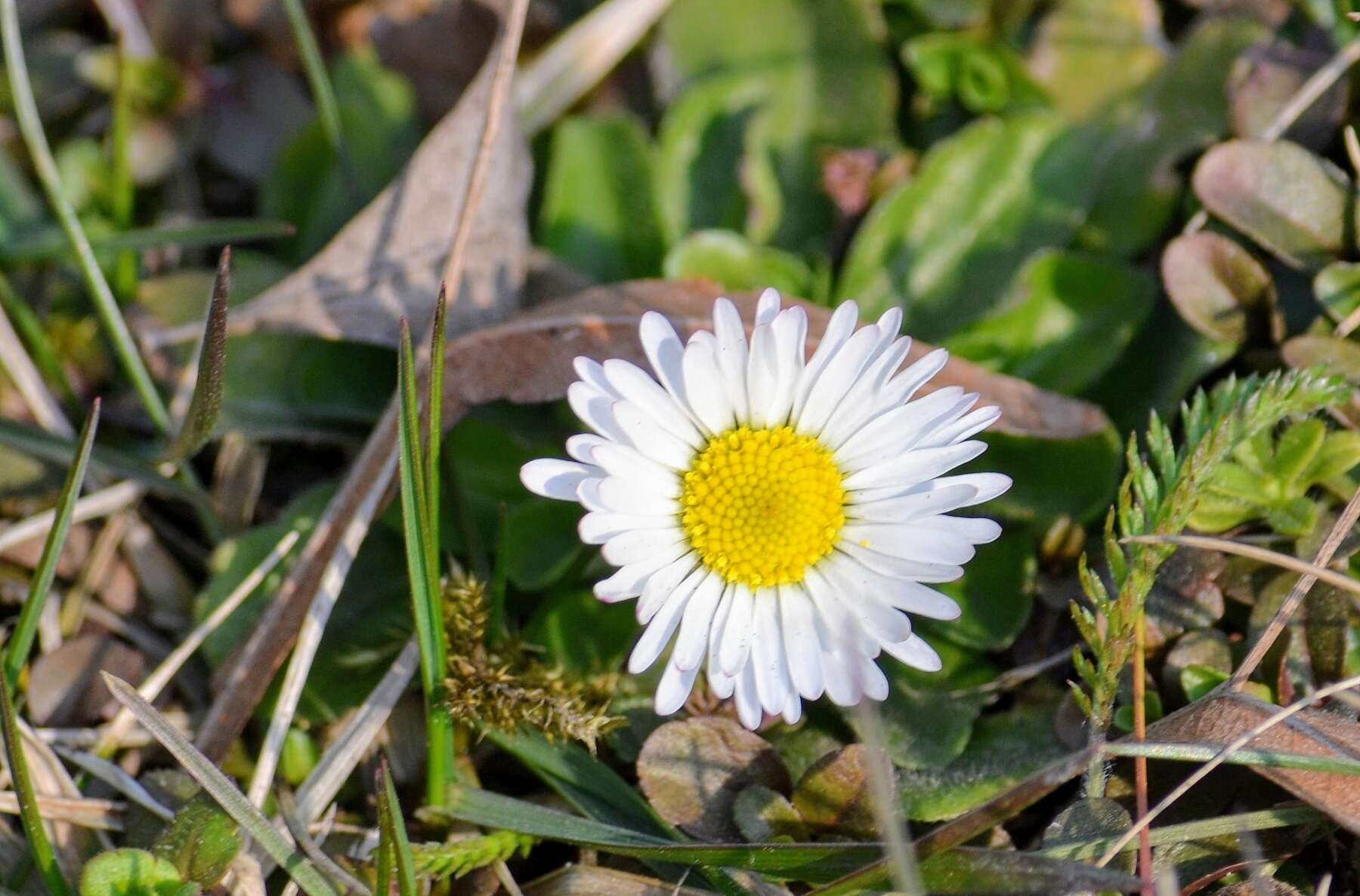 Image of Daisy