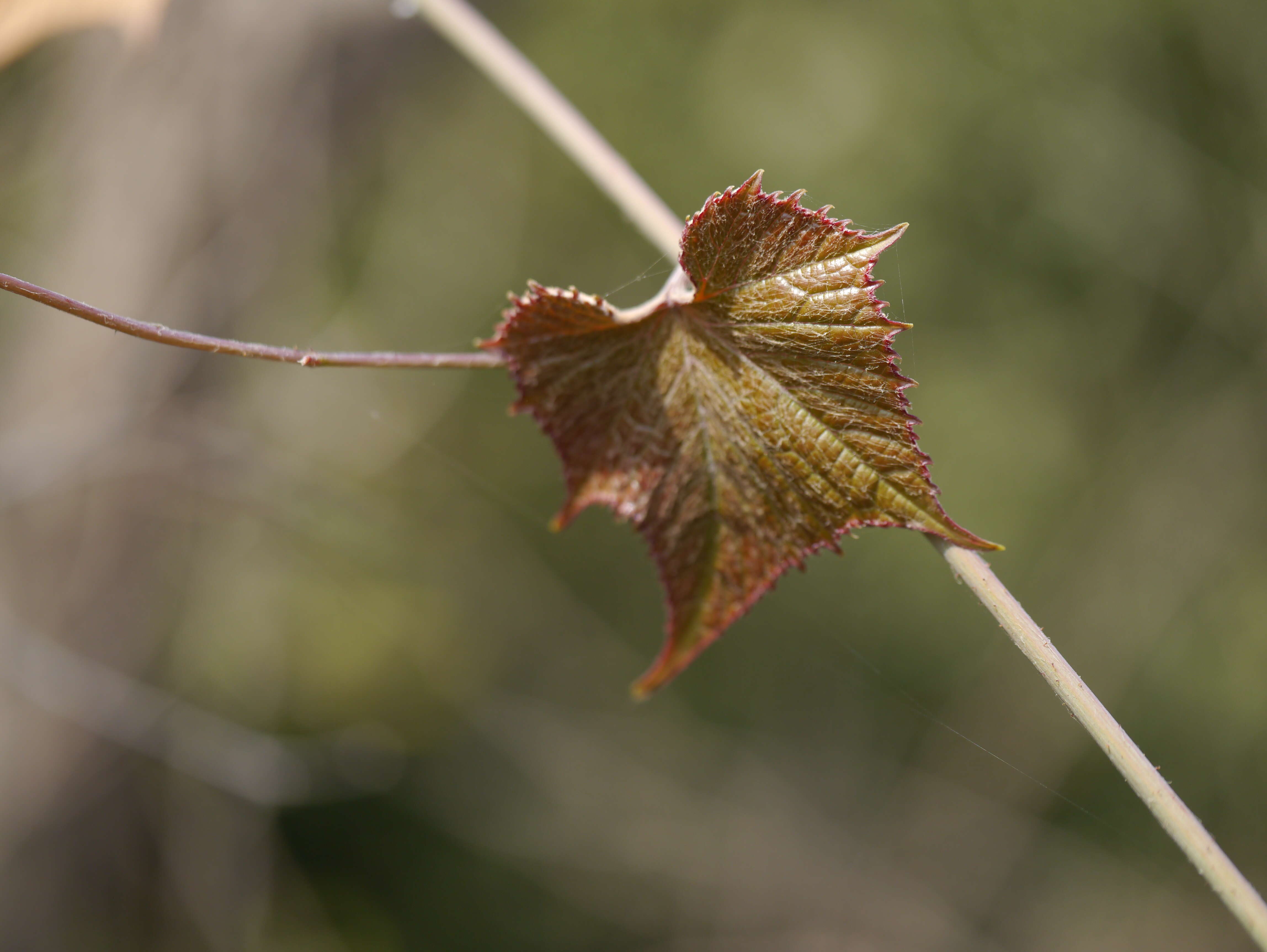 Image of Ampelocissus latifolia (Roxb.) Planch.