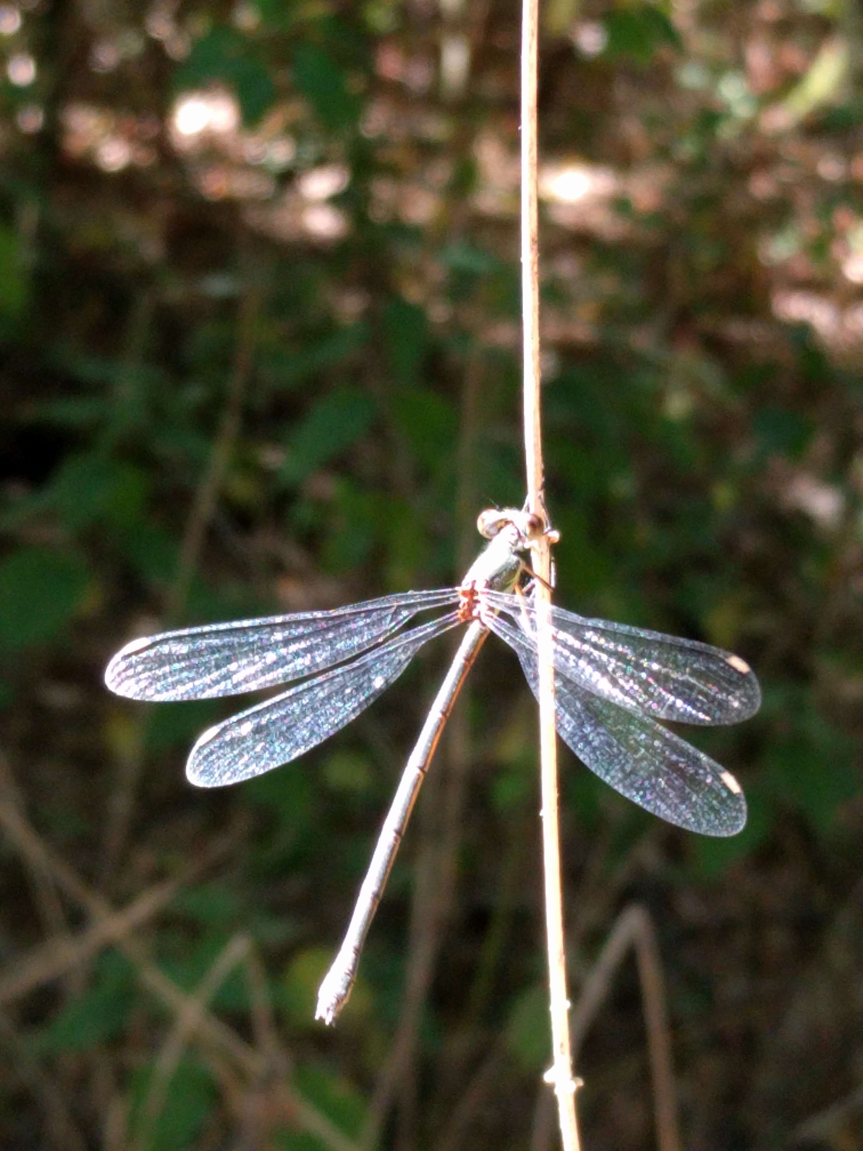 Image of Chalcolestes Kennedy 1920