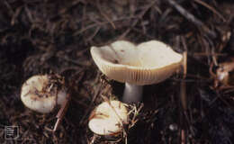 Image of common yellow russula