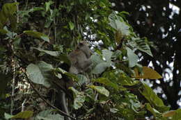 Image of Long-tailed Macaque