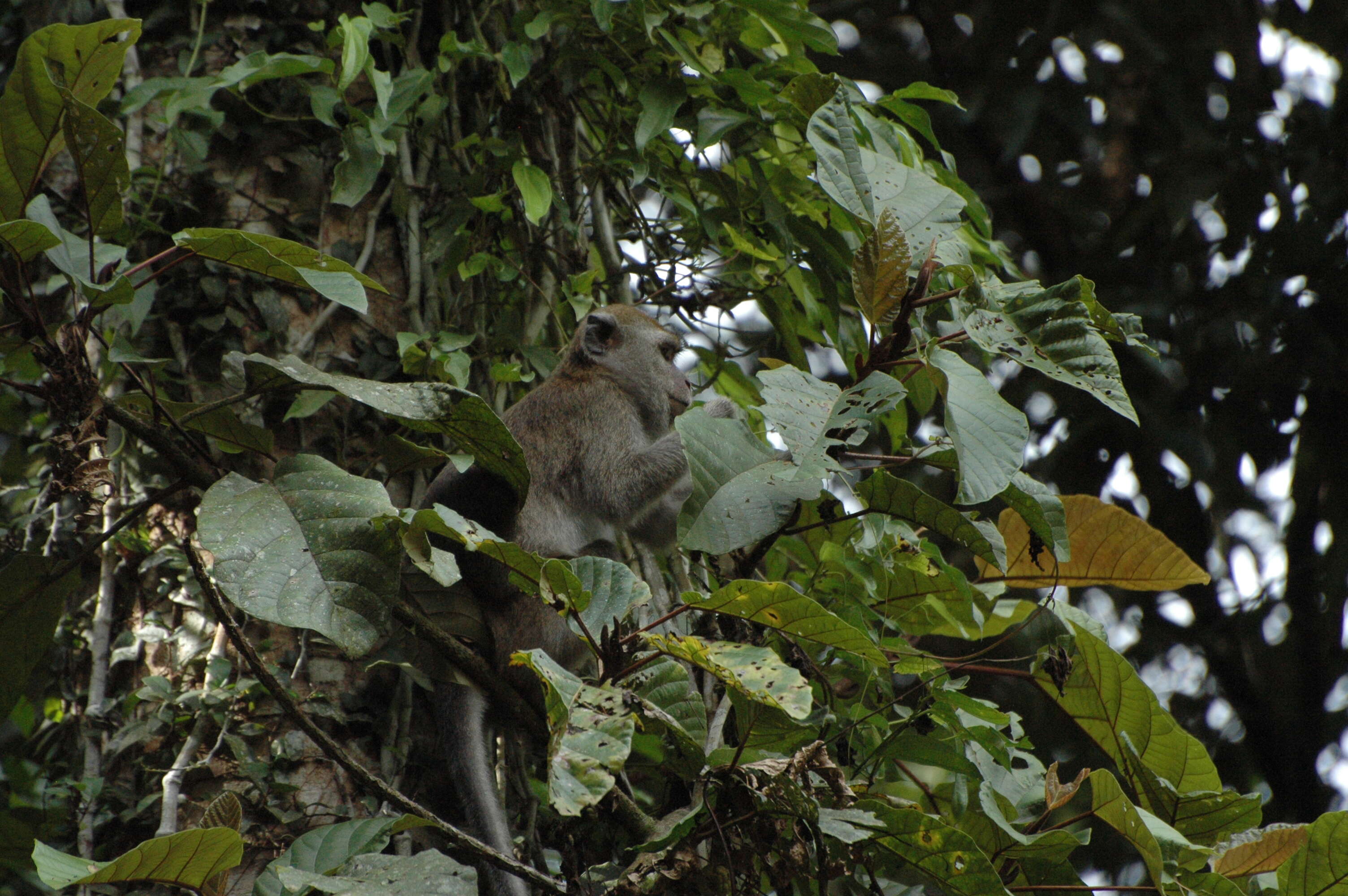 Image of Long-tailed Macaque