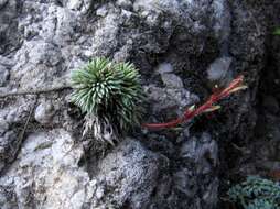 Plancia ëd Saxifraga aretioides Lapeyr.