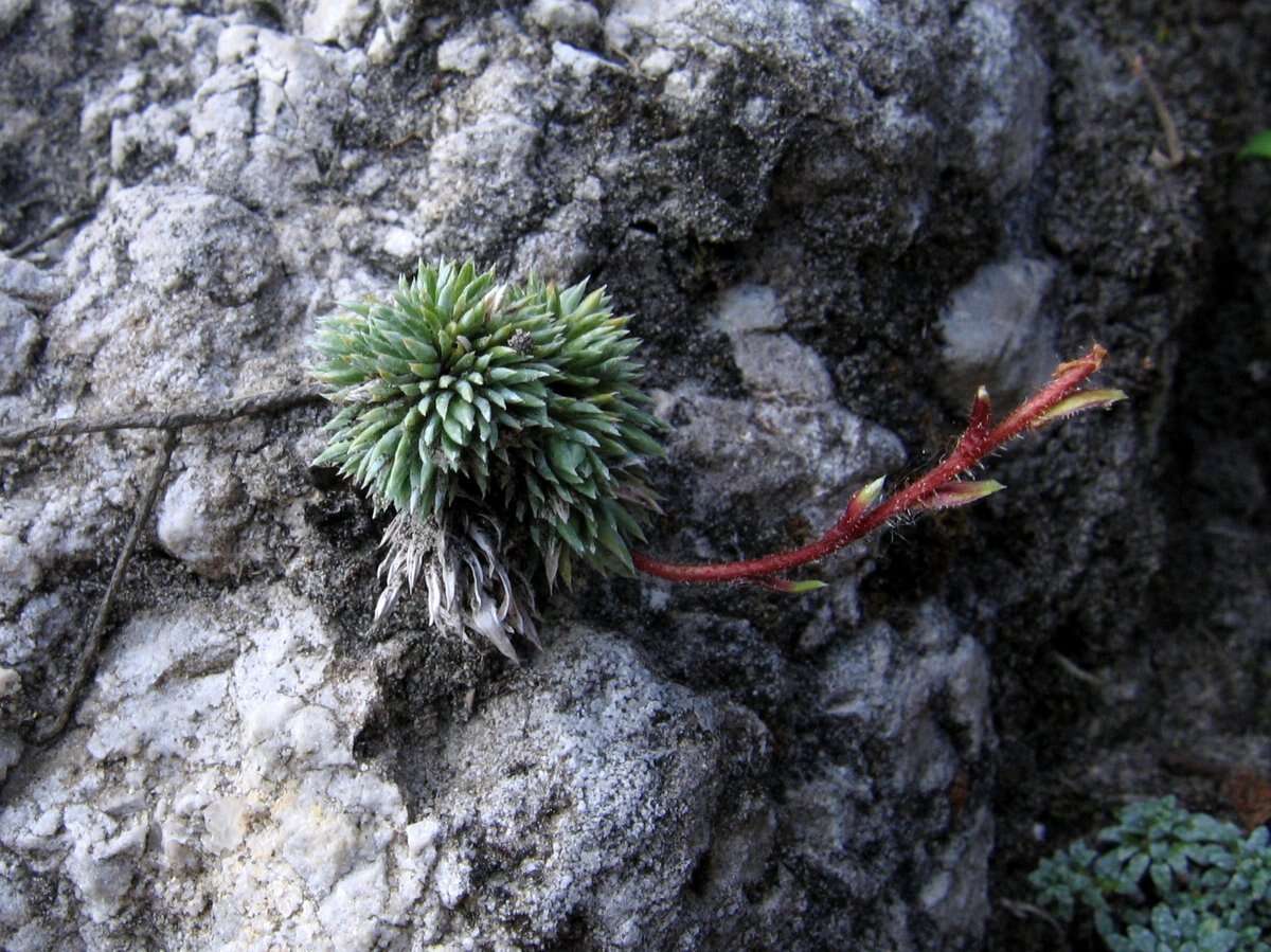 Слика од Saxifraga aretioides Lapeyr.