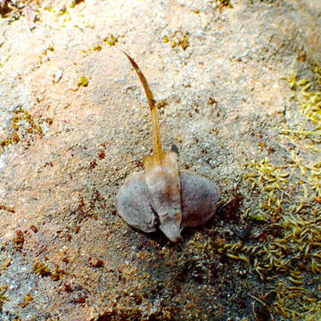 Image of Bristlecone Fir