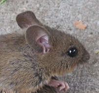 Image of wood mouse, long-tailed field mouse