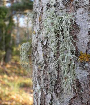 Image of farinose cartilage lichen