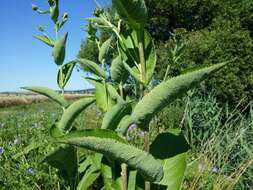 Inula helenium L. resmi