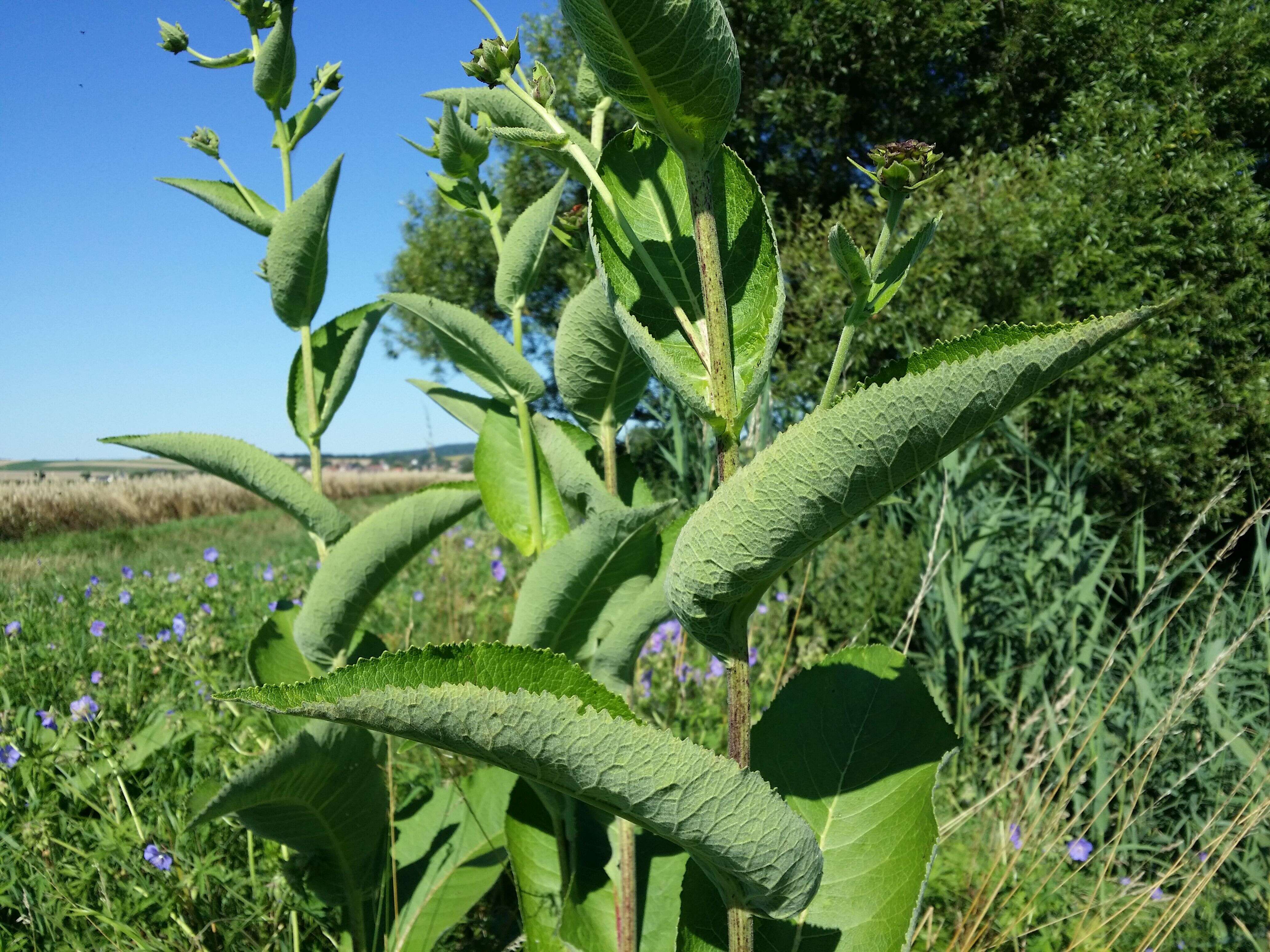 Inula helenium L. resmi