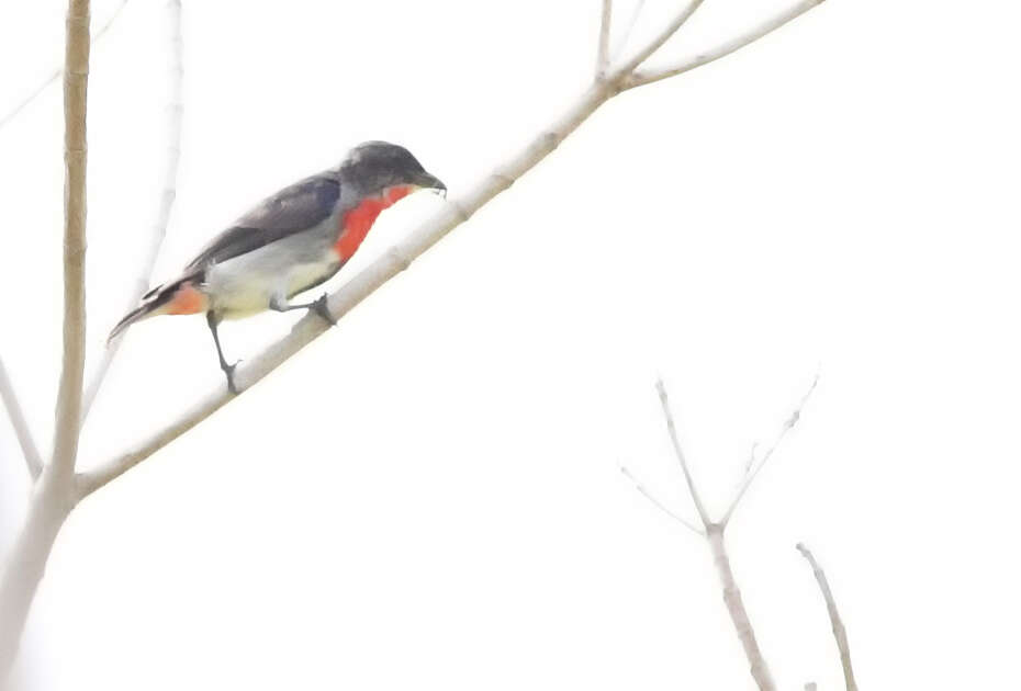 Image of Mistletoebird