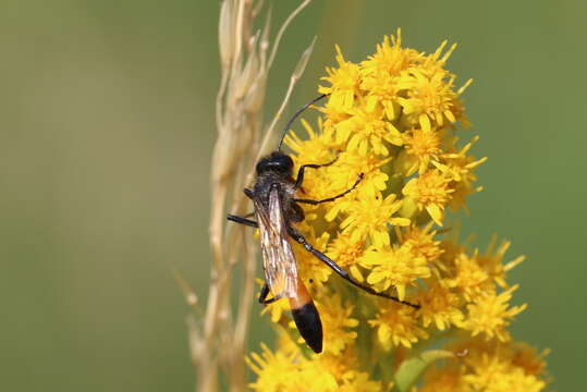 Image of Cutworm Wasps