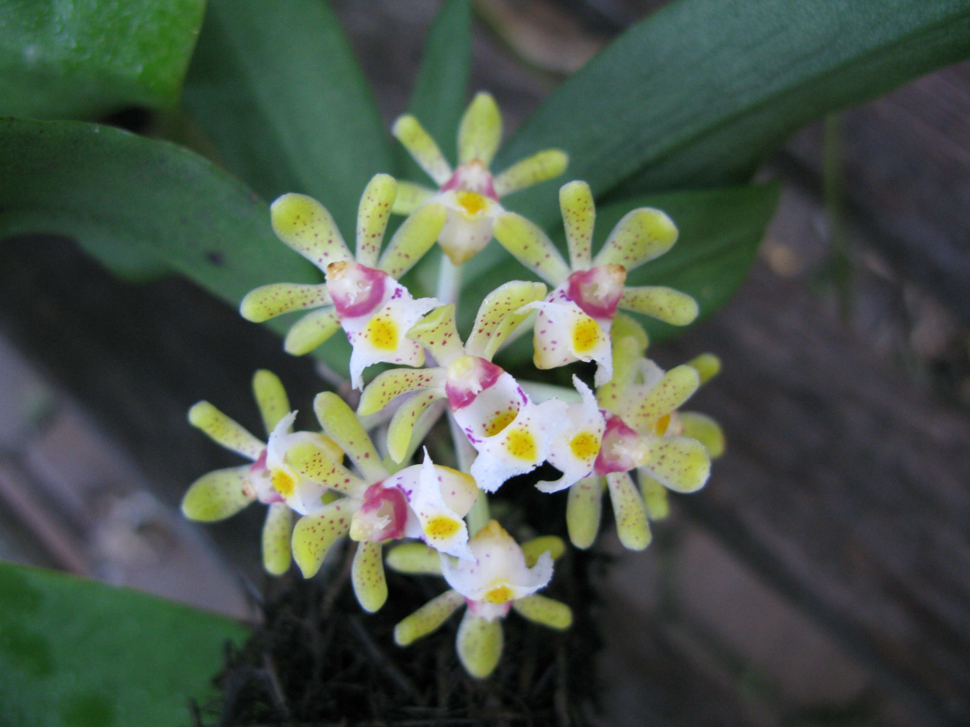 Imagem de Gastrochilus obliquus (Lindl.) Kuntze