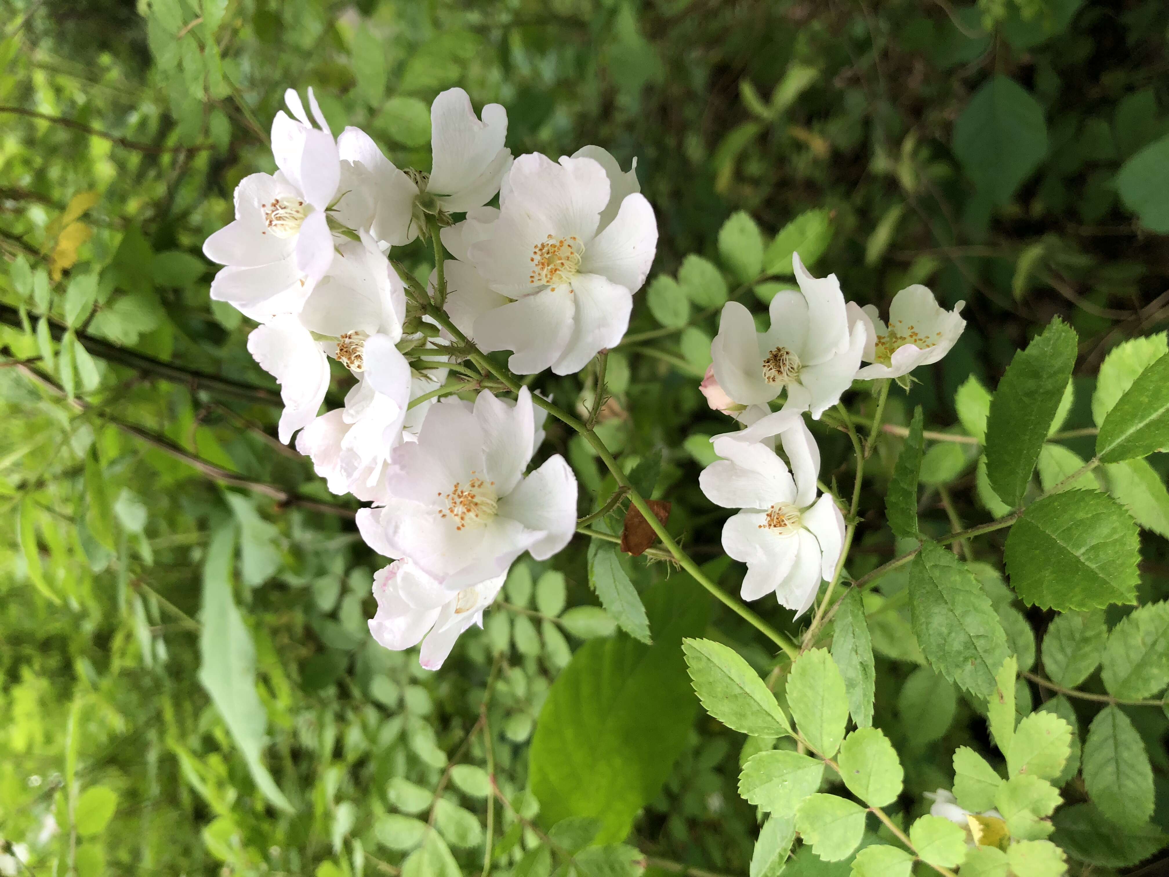 Image de Rosa multiflora Thunb.