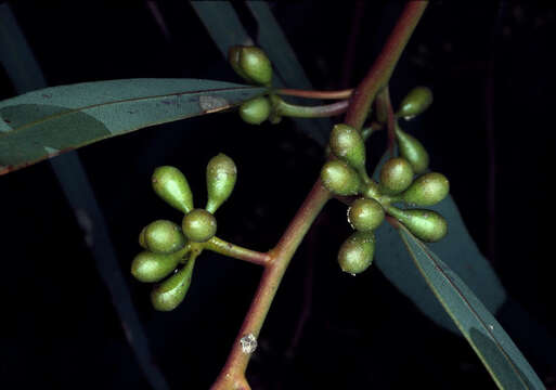 Image of Eucalyptus laeliae Podger & Chippendale