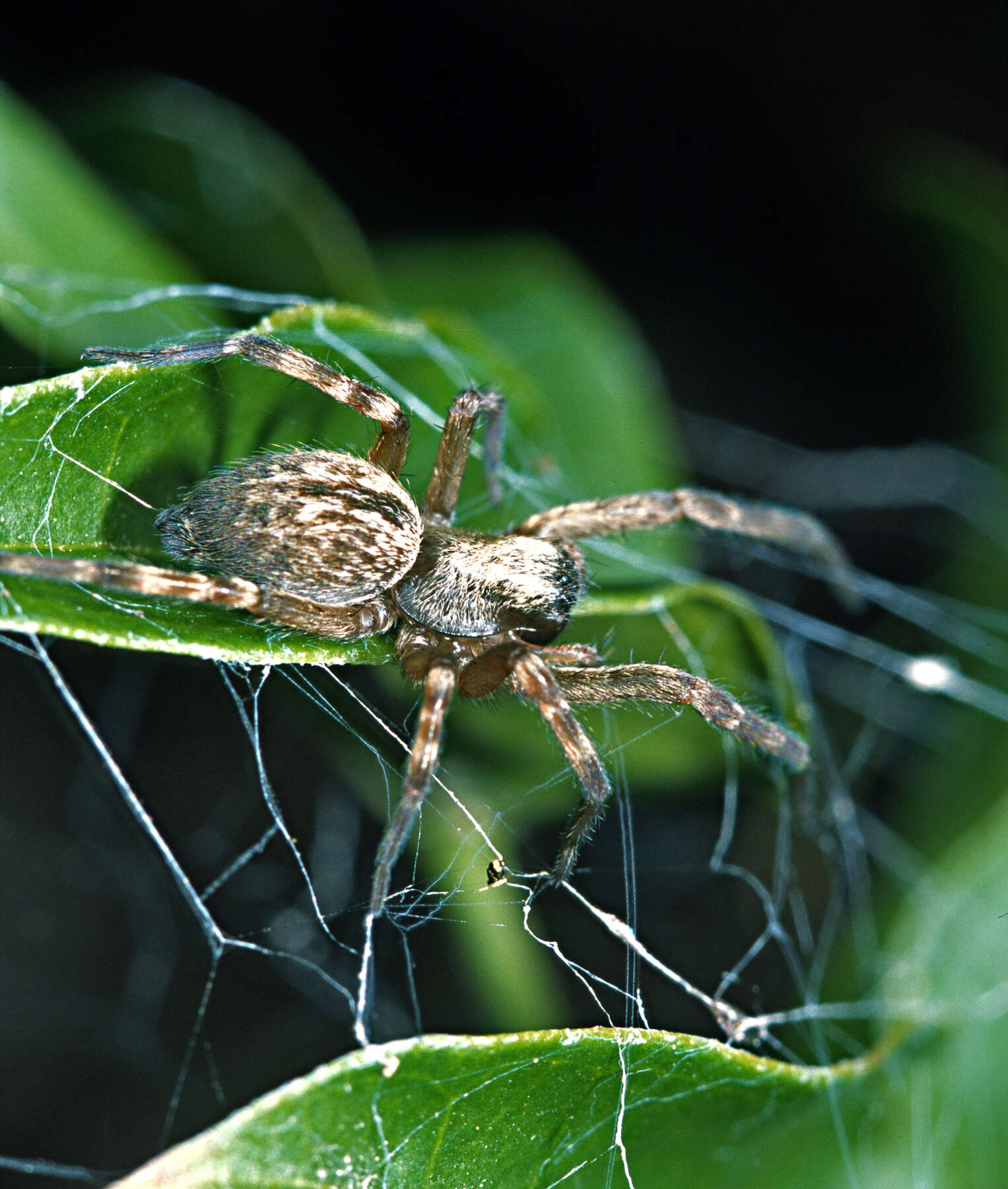 Image of Desid spider