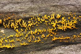 Imagem de Calocera cornea (Batsch) Fr. 1827