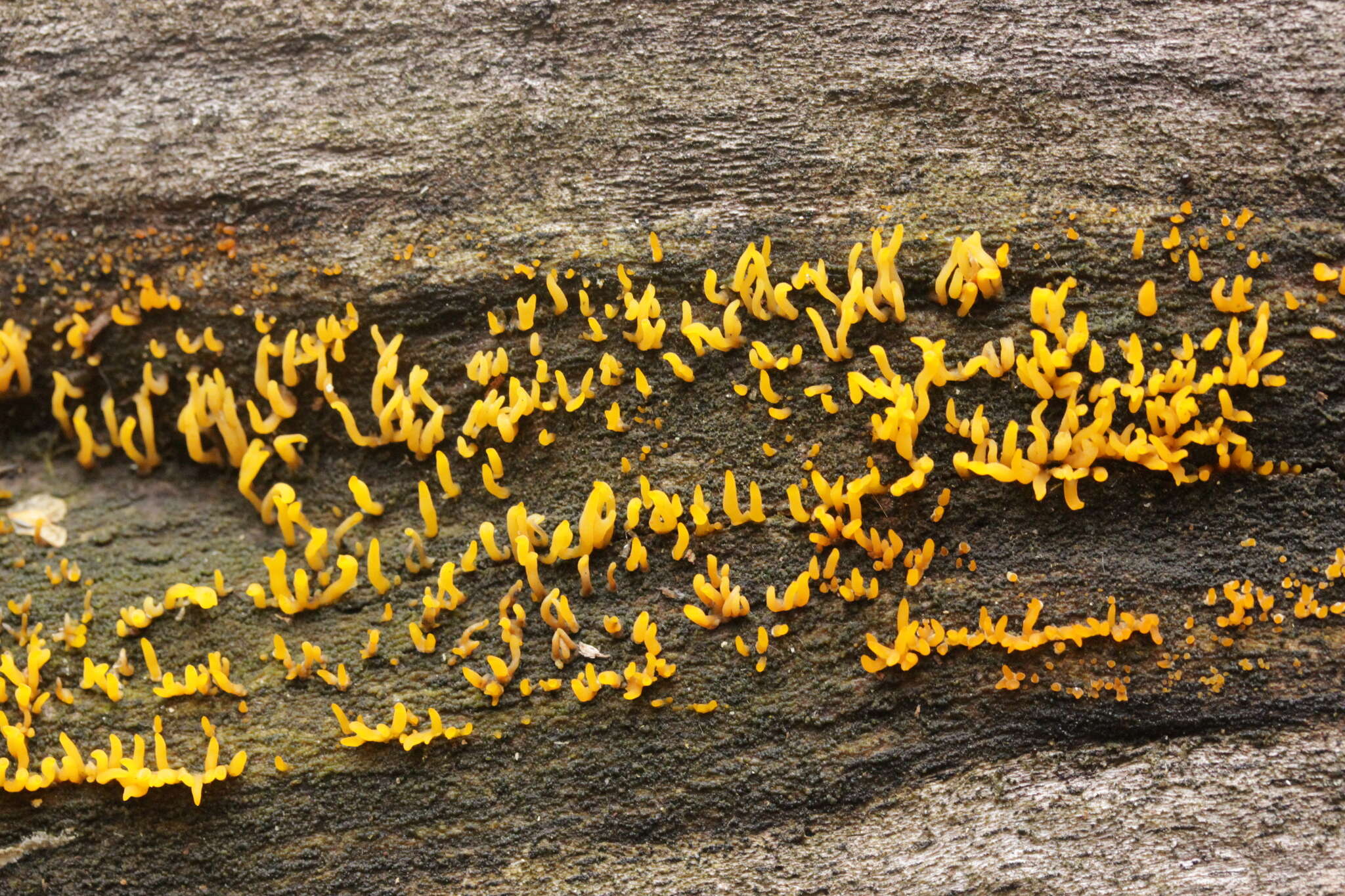 Imagem de Calocera cornea (Batsch) Fr. 1827