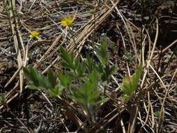 Imagem de Ranunculus occidentalis Nutt.