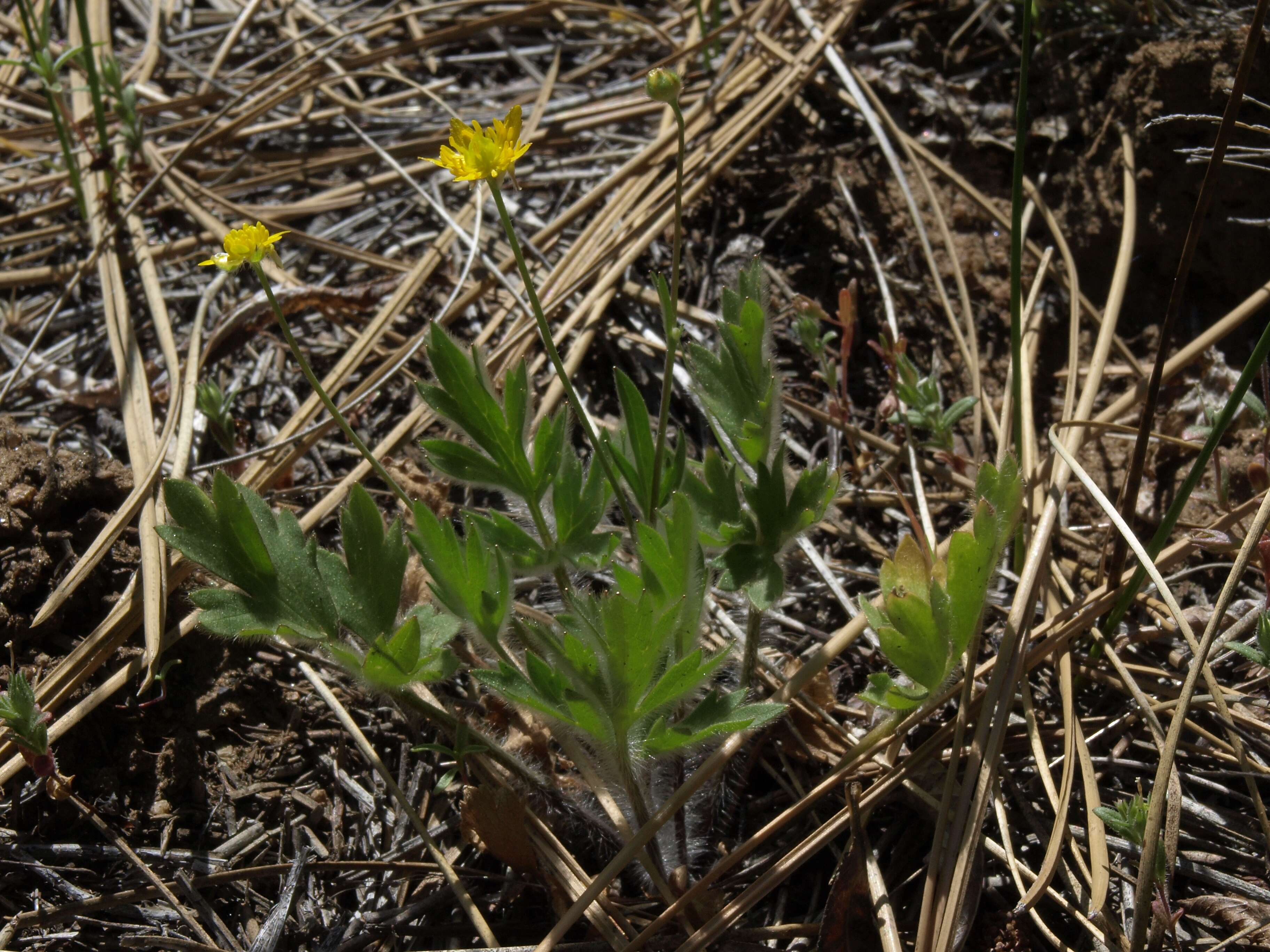 Imagem de Ranunculus occidentalis Nutt.