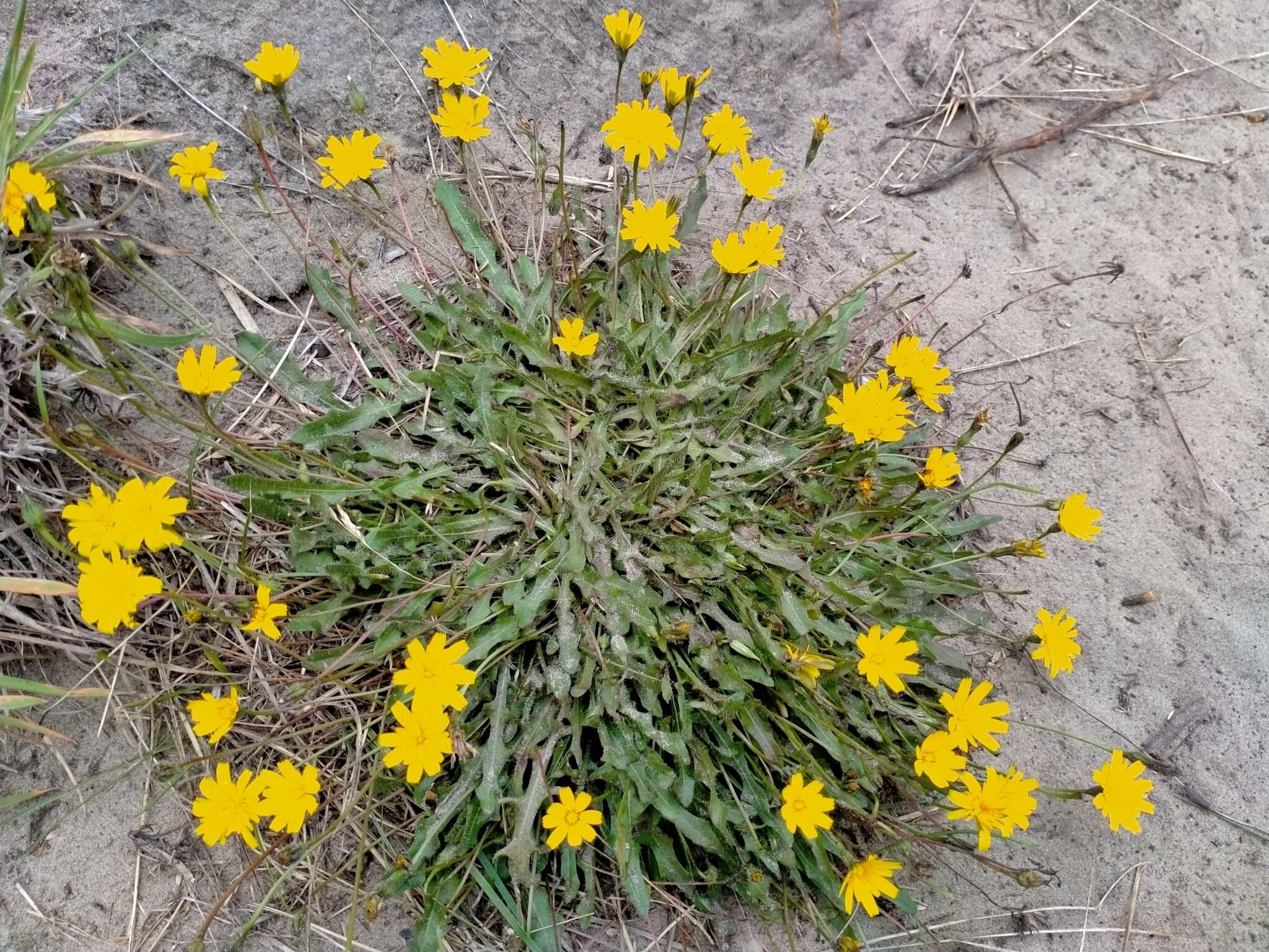 Image of lesser hawkbit