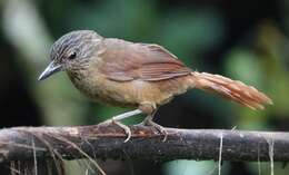 Image of Strong-billed Woodcreeper