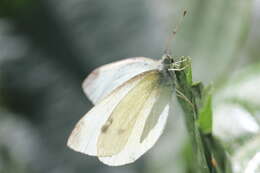 Image of small white