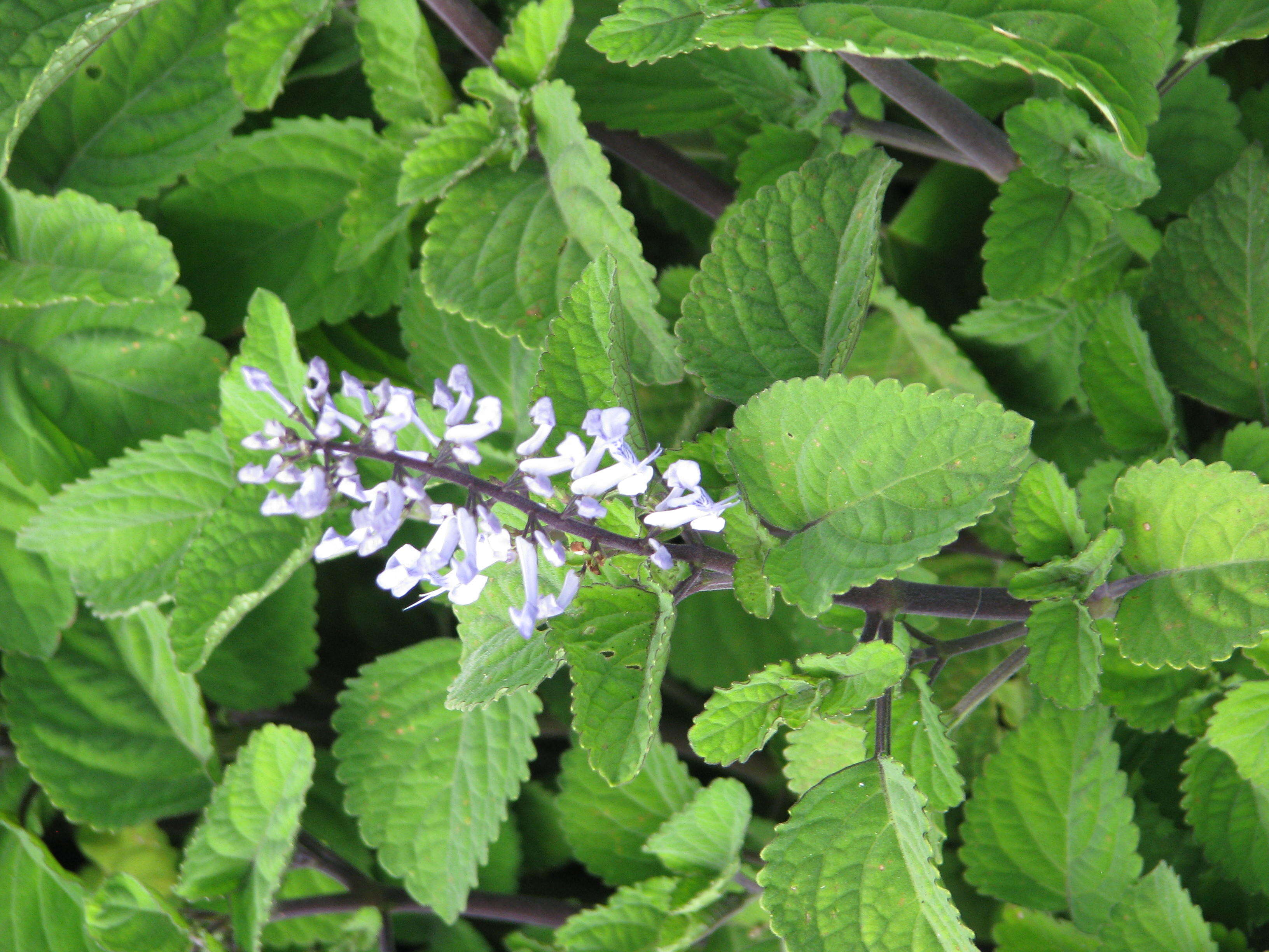 Слика од Plectranthus zuluensis T. Cooke