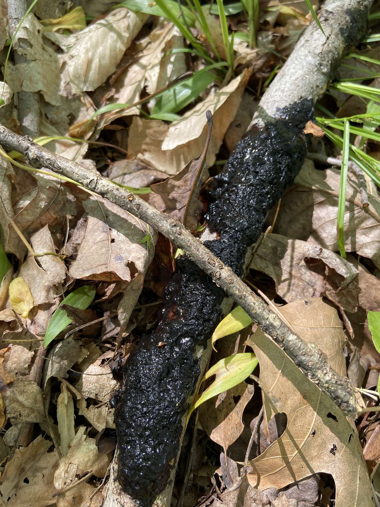 Image of Black Witches' Butter