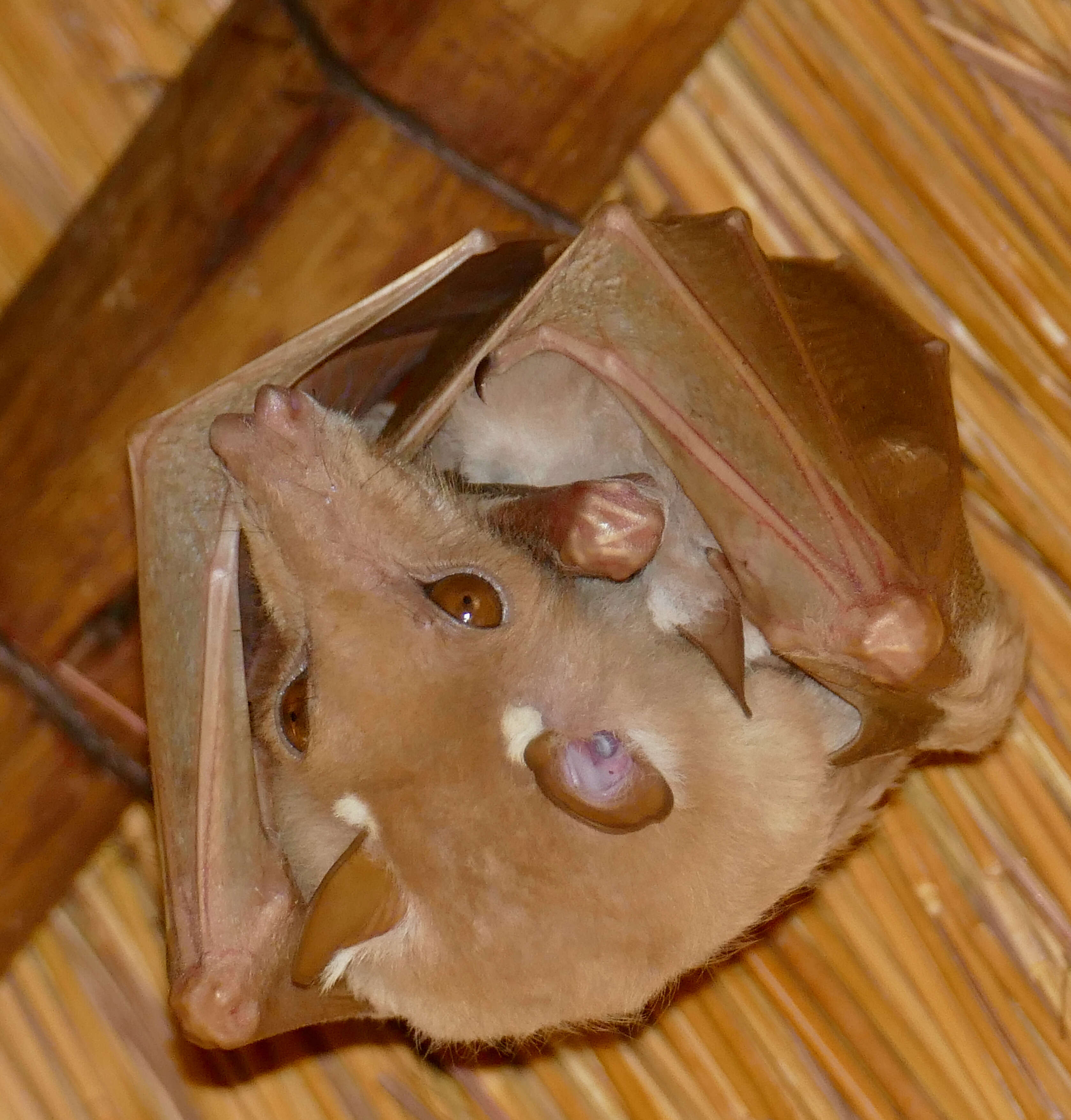 Image of Epauletted Fruit Bats