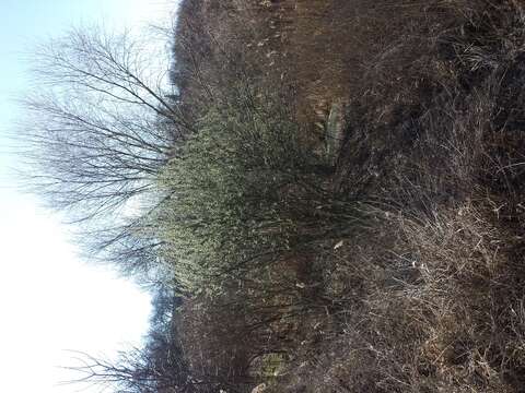 Image of goat willow