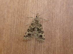 Image of twenty-plume moth