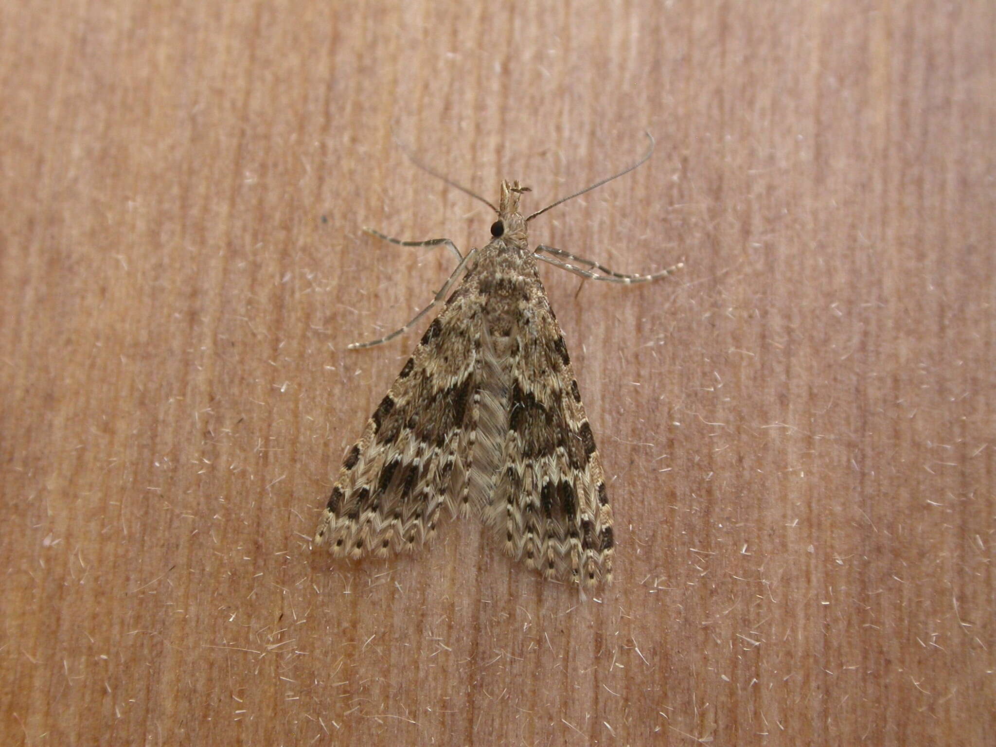 Image of twenty-plume moth