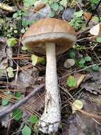 Image of Leccinum scabrum (Bull.) Gray 1821