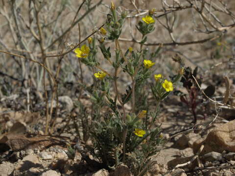 Image of whitestem blazingstar