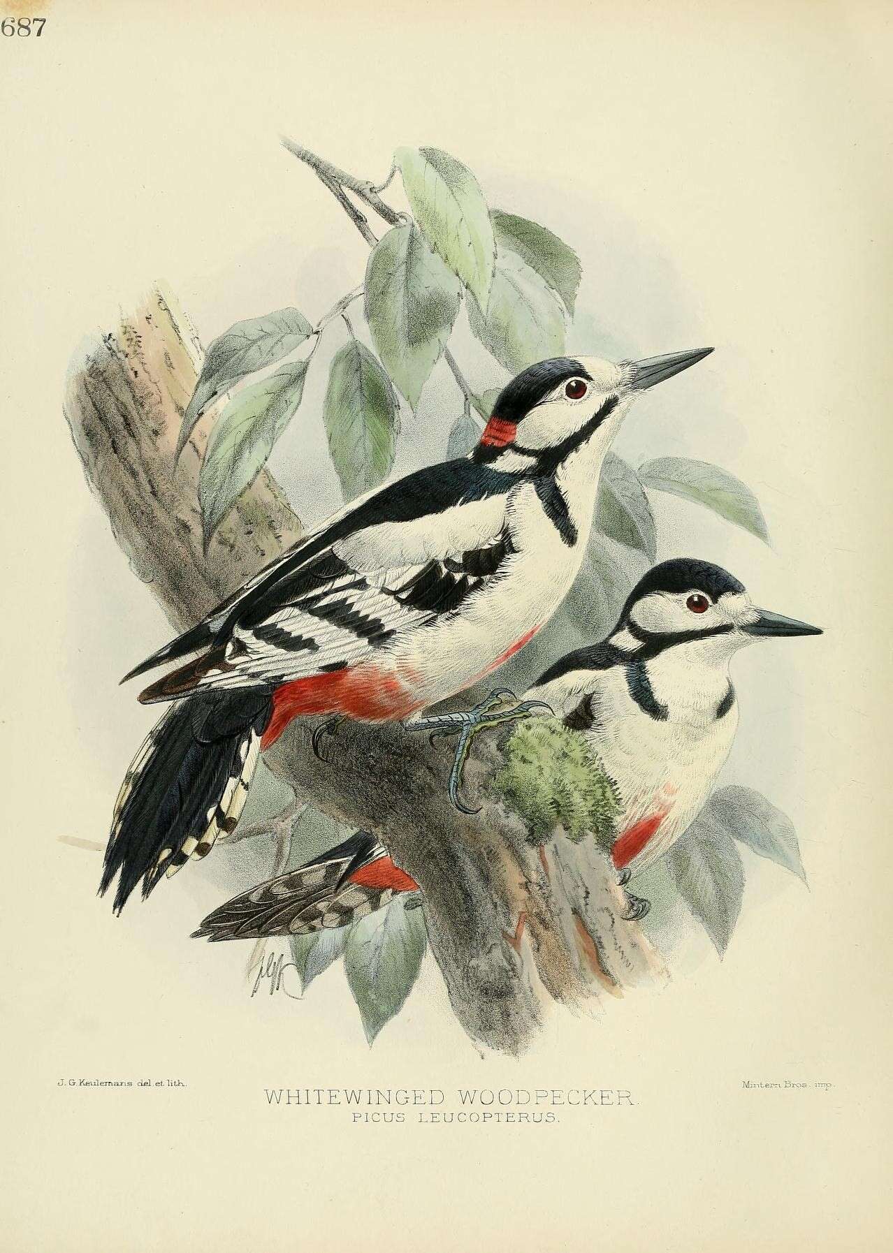 Слика од Dendrocopos leucopterus (Salvadori 1871)