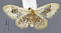 Image of Idaea occidentaria Packard 1874