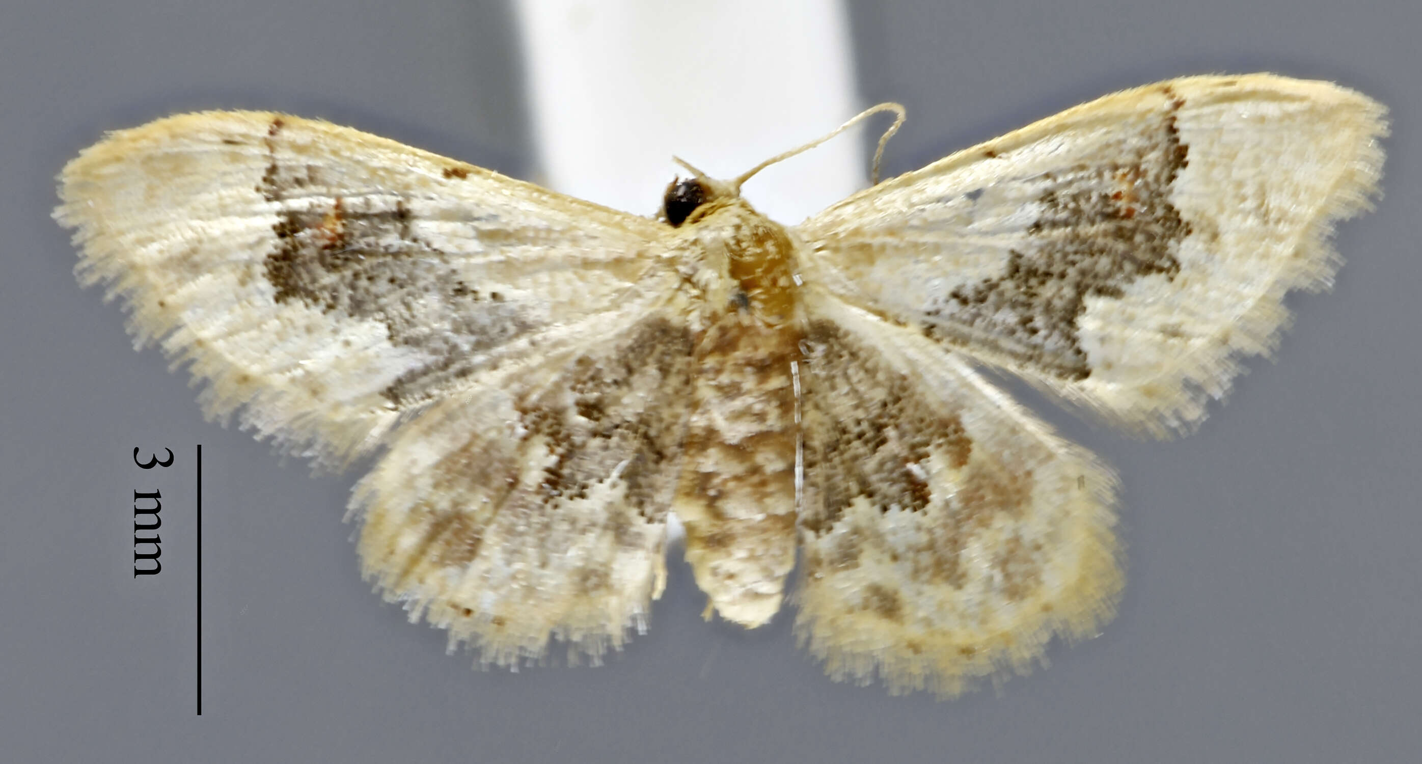 Image of Idaea occidentaria Packard 1874