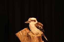 Image of Kookaburra