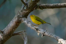 Image of Wilson's Warbler