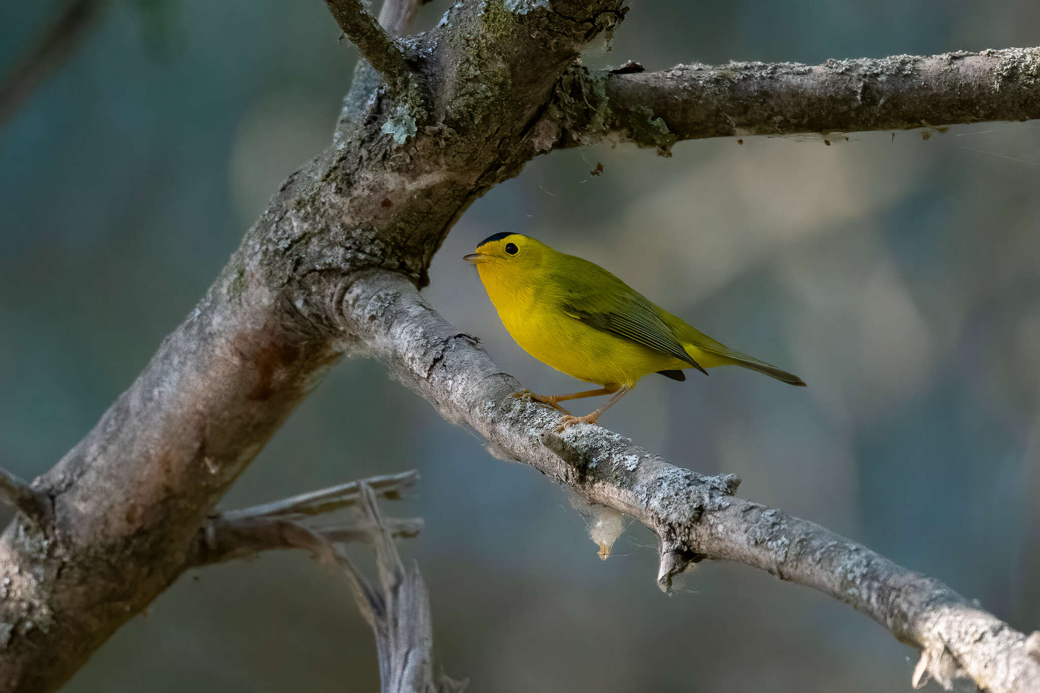 Image of Wilson's Warbler