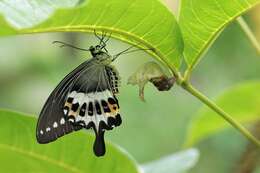 Image of Malabar Banded Swallowtail